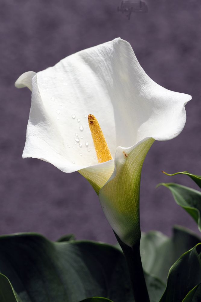 calla Foto & Bild | blumen, calla, motive Bilder auf fotocommunity