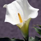 calla