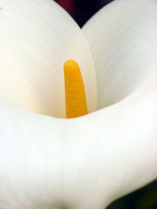 Calla