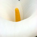 Calla