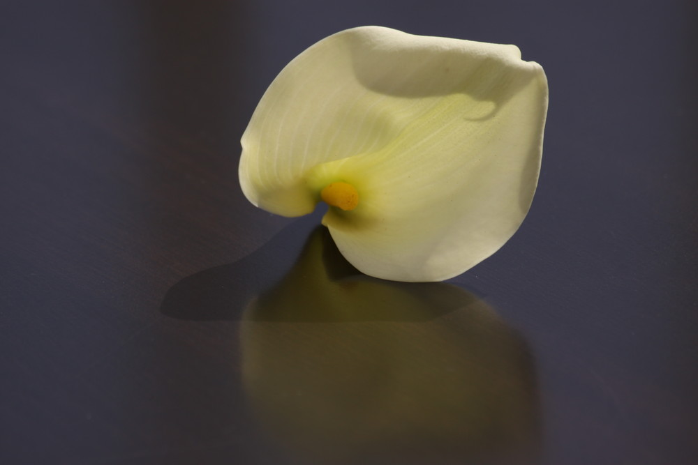 Calla