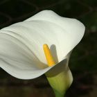 CALLA