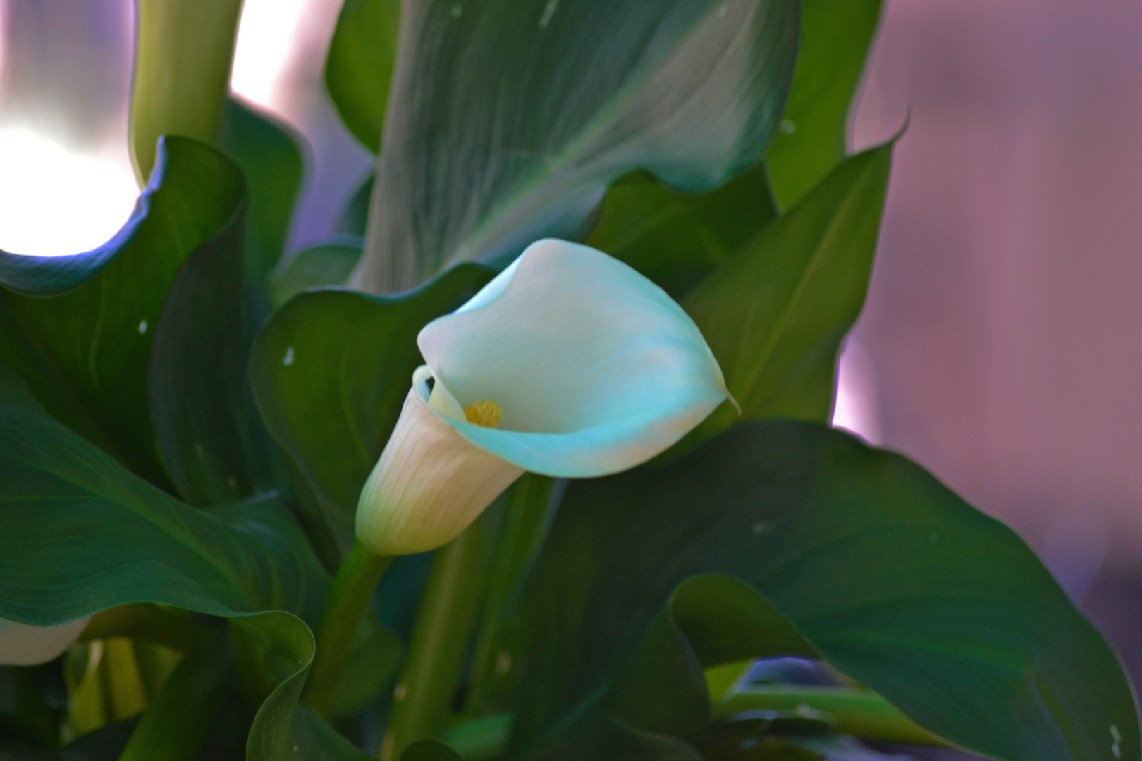 Calla