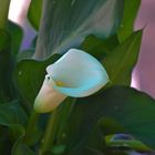 Calla