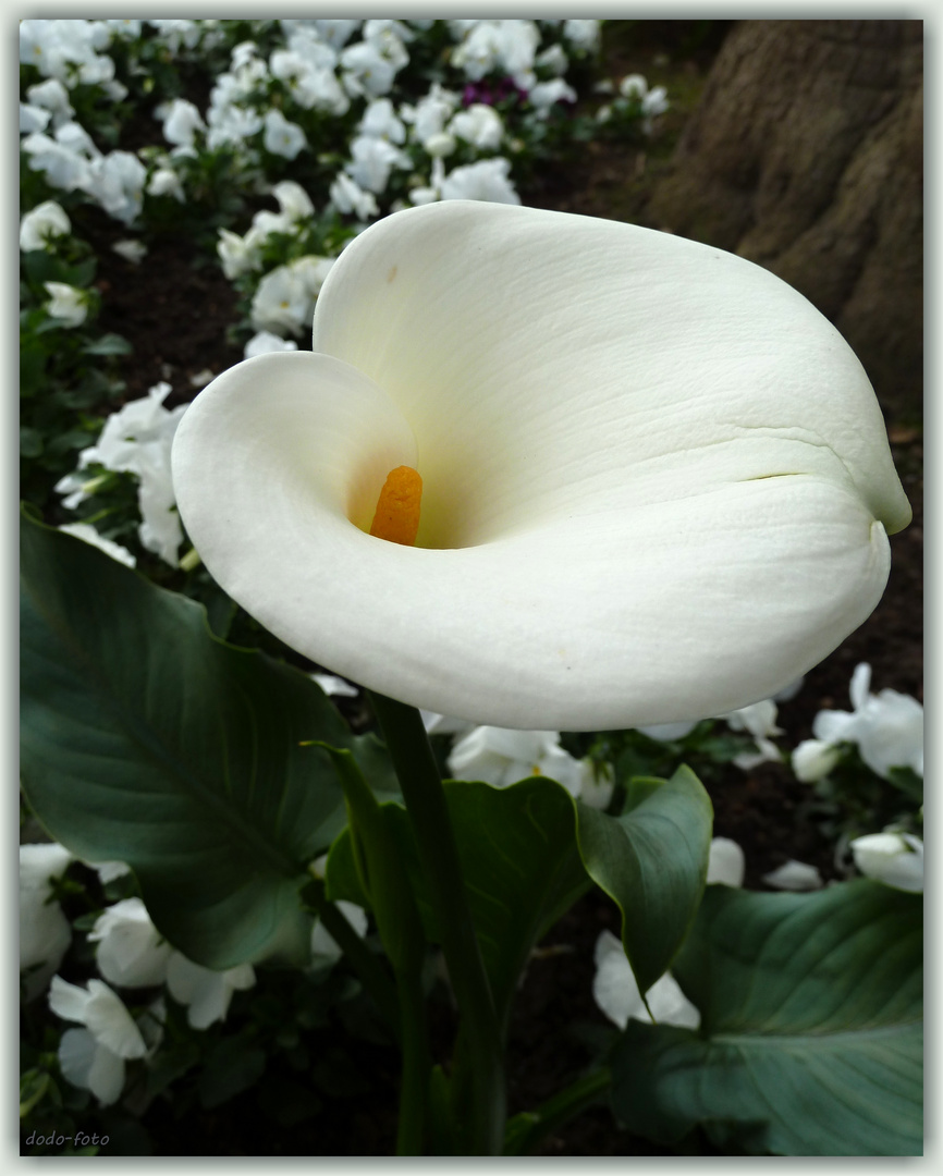 CALLA