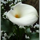 CALLA