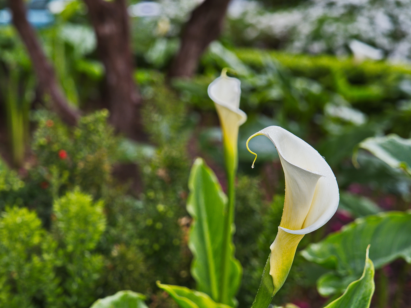 Calla Foto & Bild europe, abstraktes, portugal Bilder auf