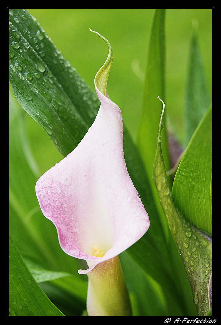 Calla