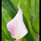 Calla