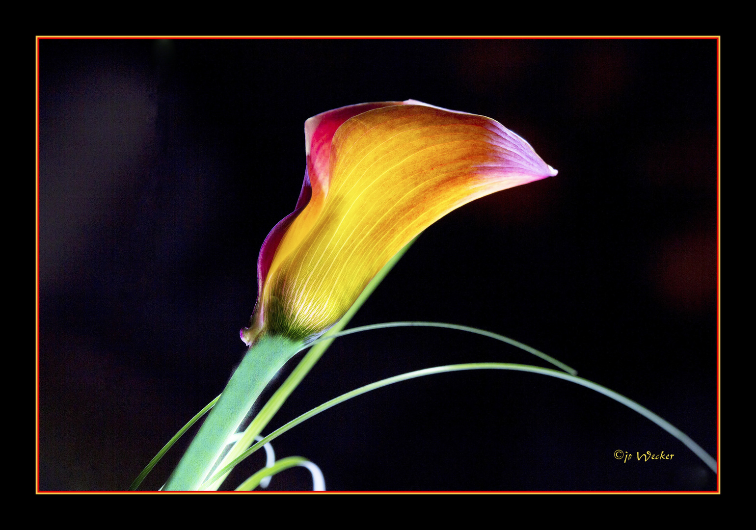 Calla