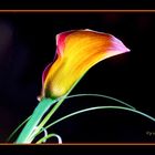 Calla