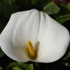 Calla