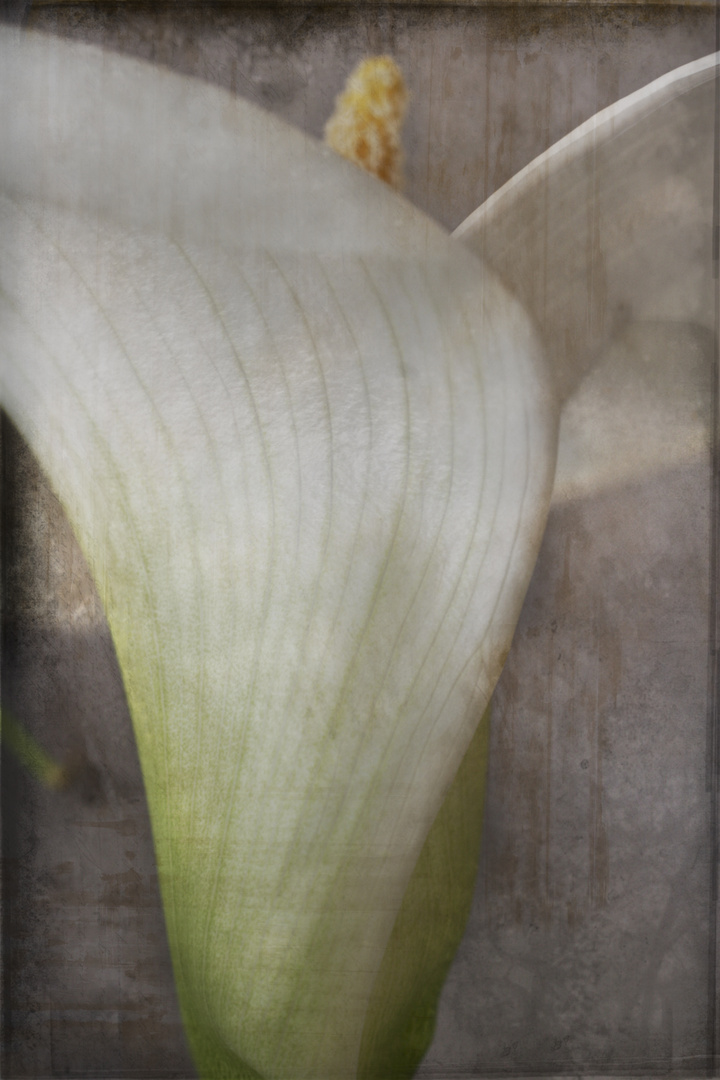 Calla