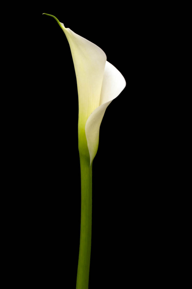 calla