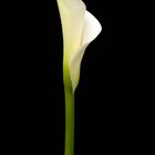 calla