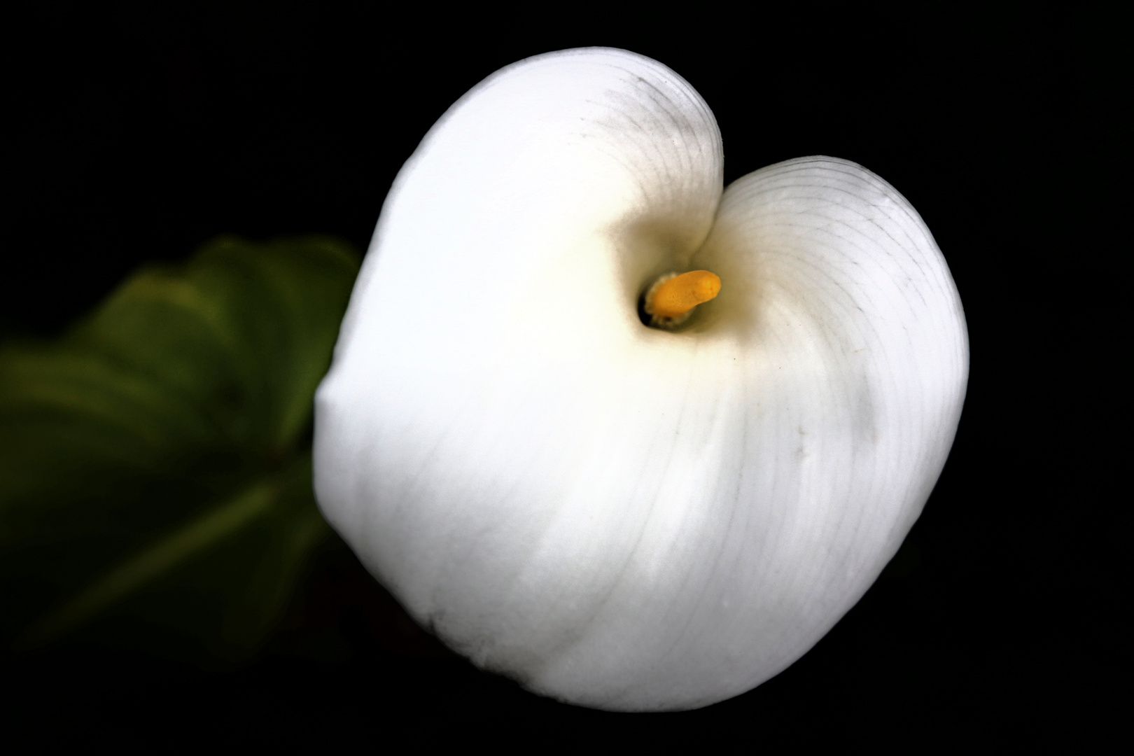 Calla