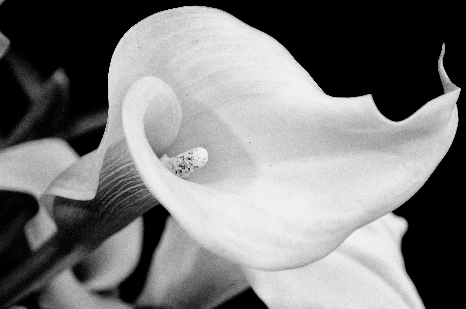 Calla