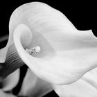 Calla