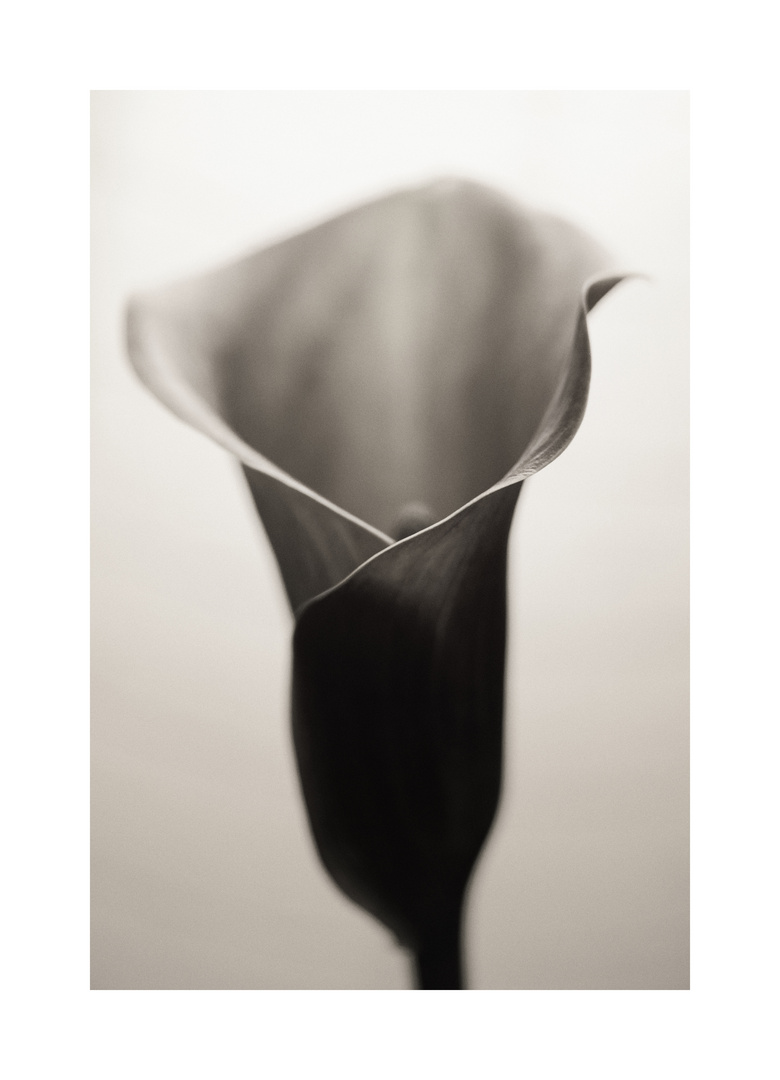 Calla