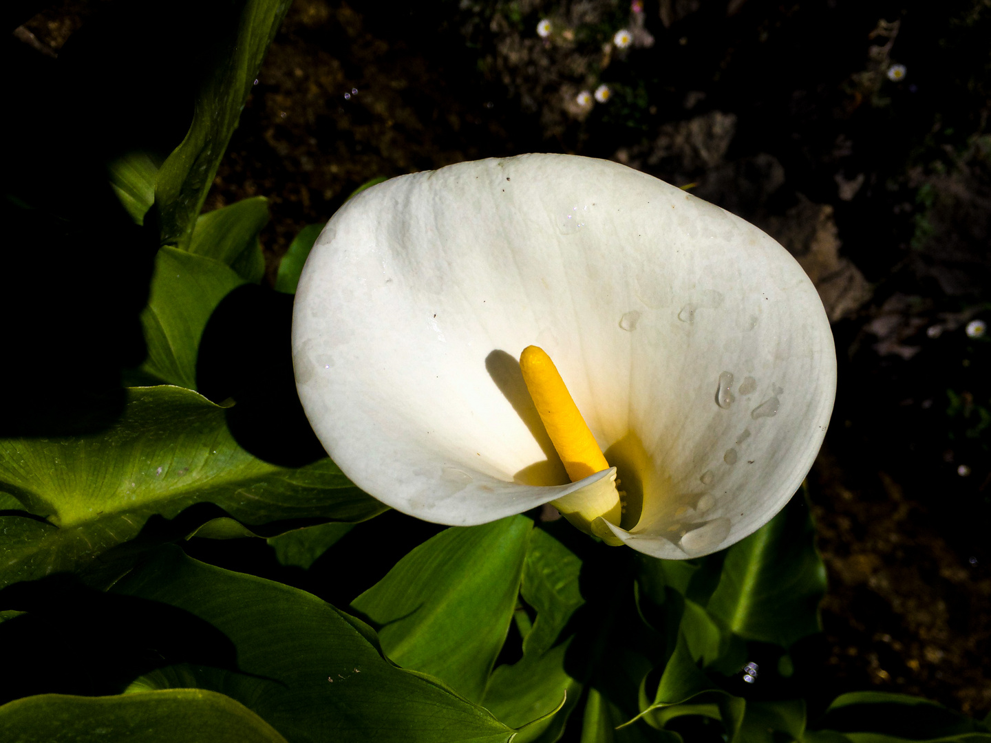 Calla