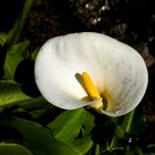 Calla