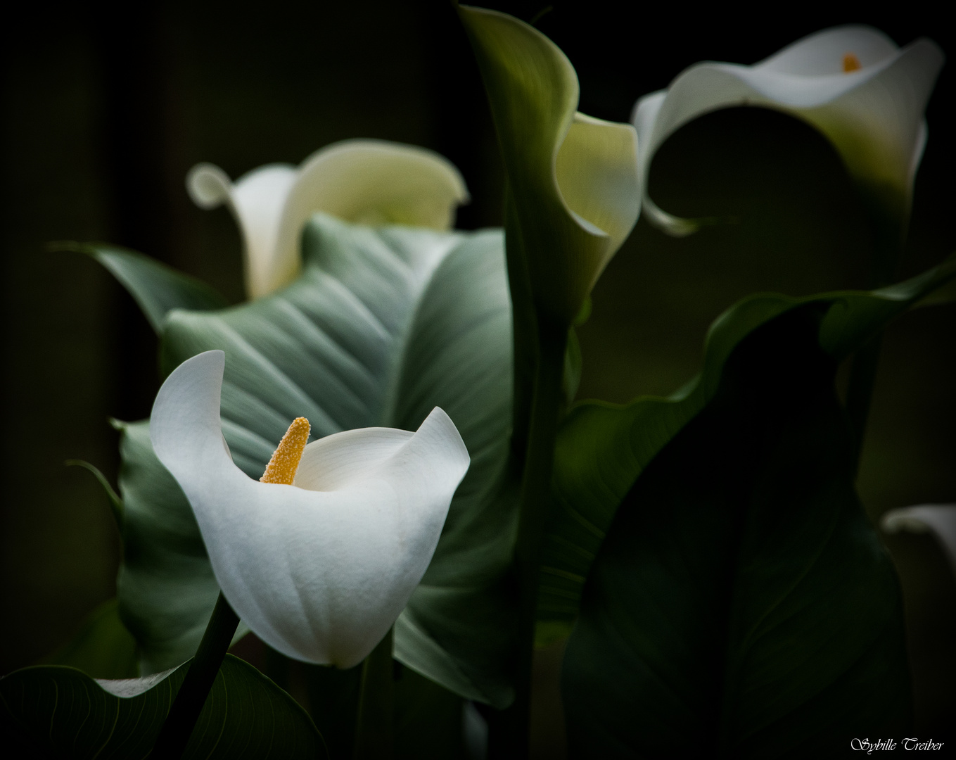 Calla 