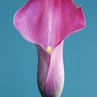 Calla