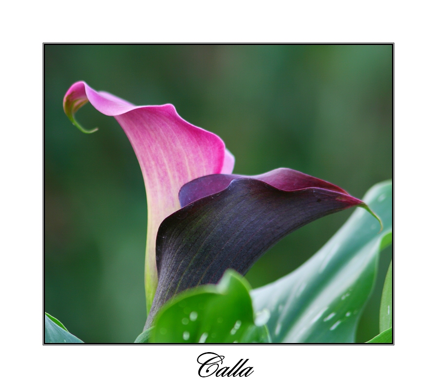 Calla