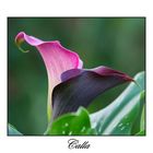 Calla