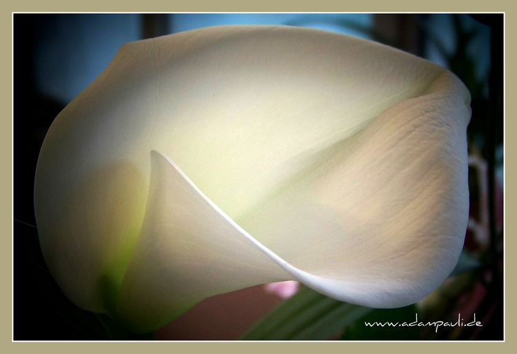 calla