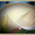 calla