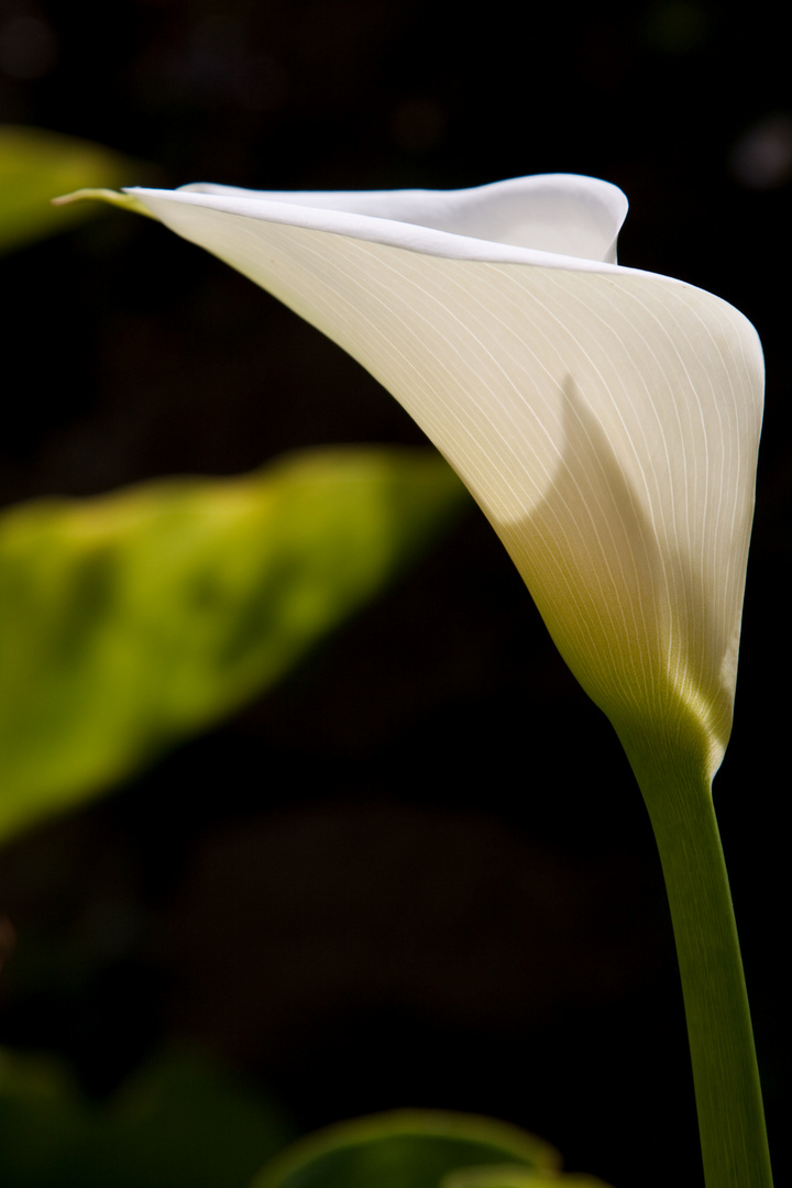 Calla