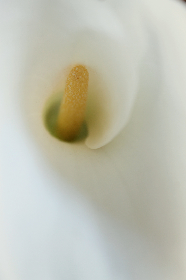 Calla