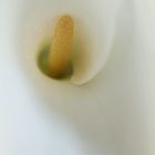 Calla