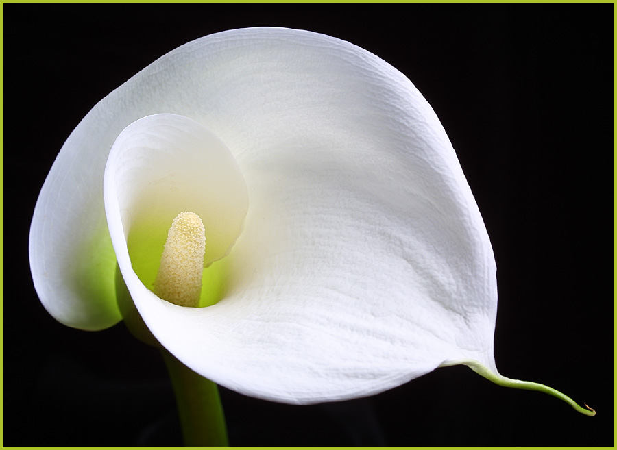 Calla