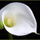 Calla