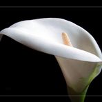 Calla