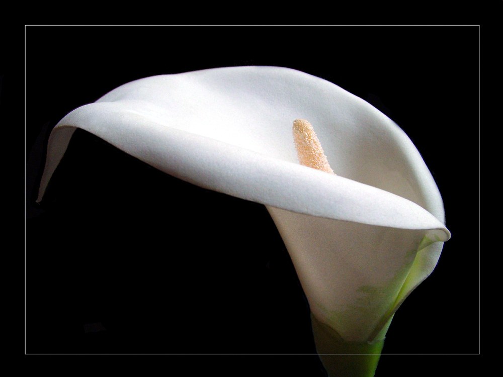 Calla by Wibke Geiling