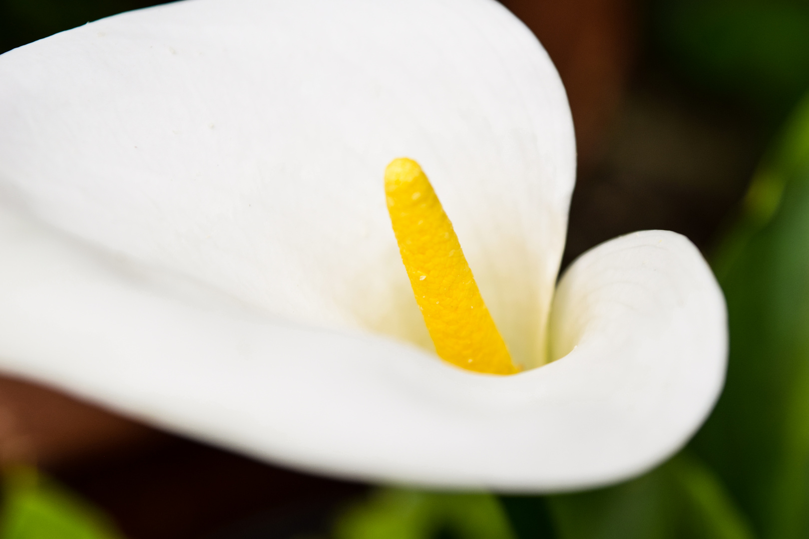Calla Foto & Bild sommer, makro, natur Bilder auf