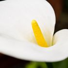 Calla