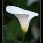 Calla