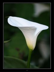 Calla