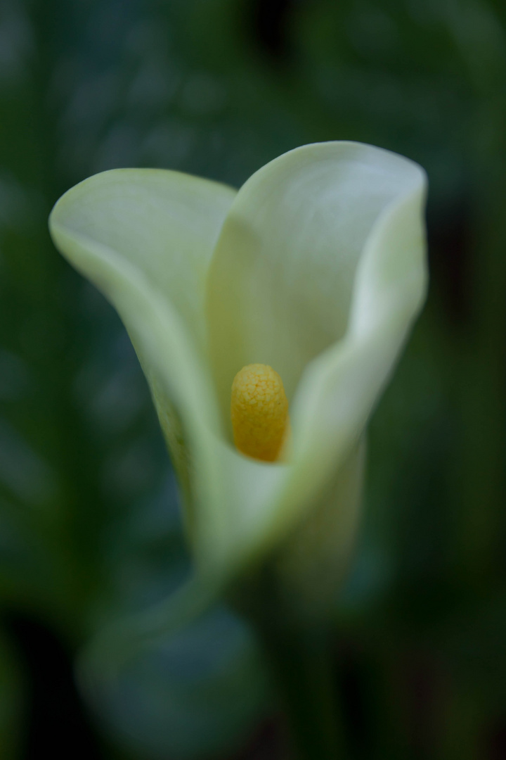 Calla