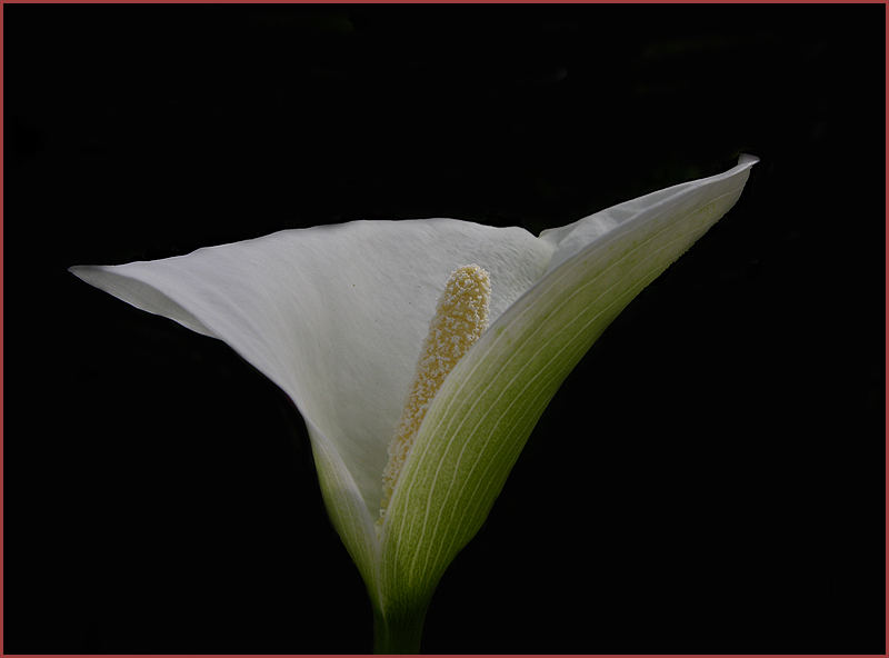 Calla