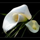 ***Calla***