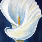 Calla