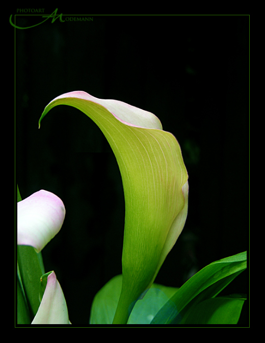 ~ Calla ~