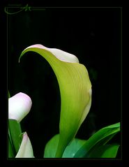 ~ Calla ~