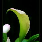 ~ Calla ~