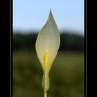 Calla